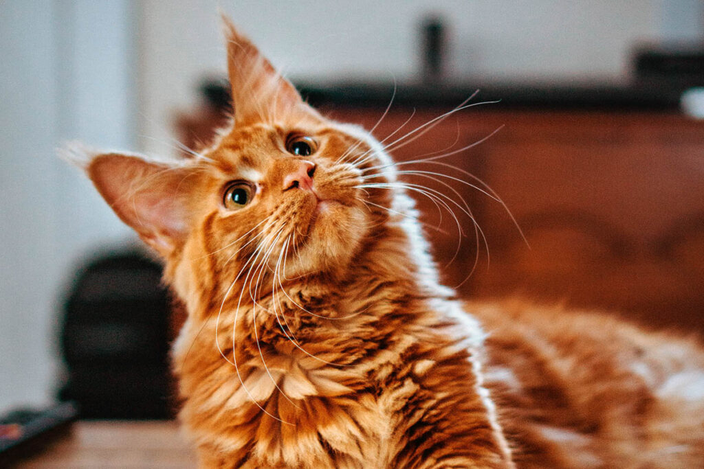 Indoor adult tabby cat looking at the ceiling with a sideways glance.