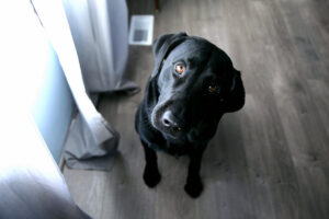 Dog who is allowed in a rental property looking up at the camera with a longing gaze.