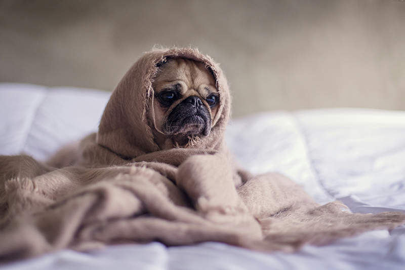 A dog chillin on a couch with a blanky