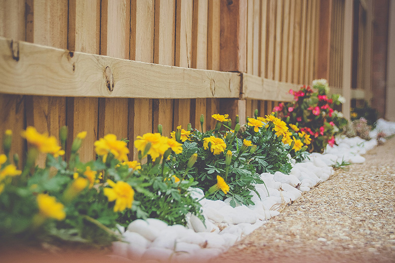 Fresh flowers growing next to a fence