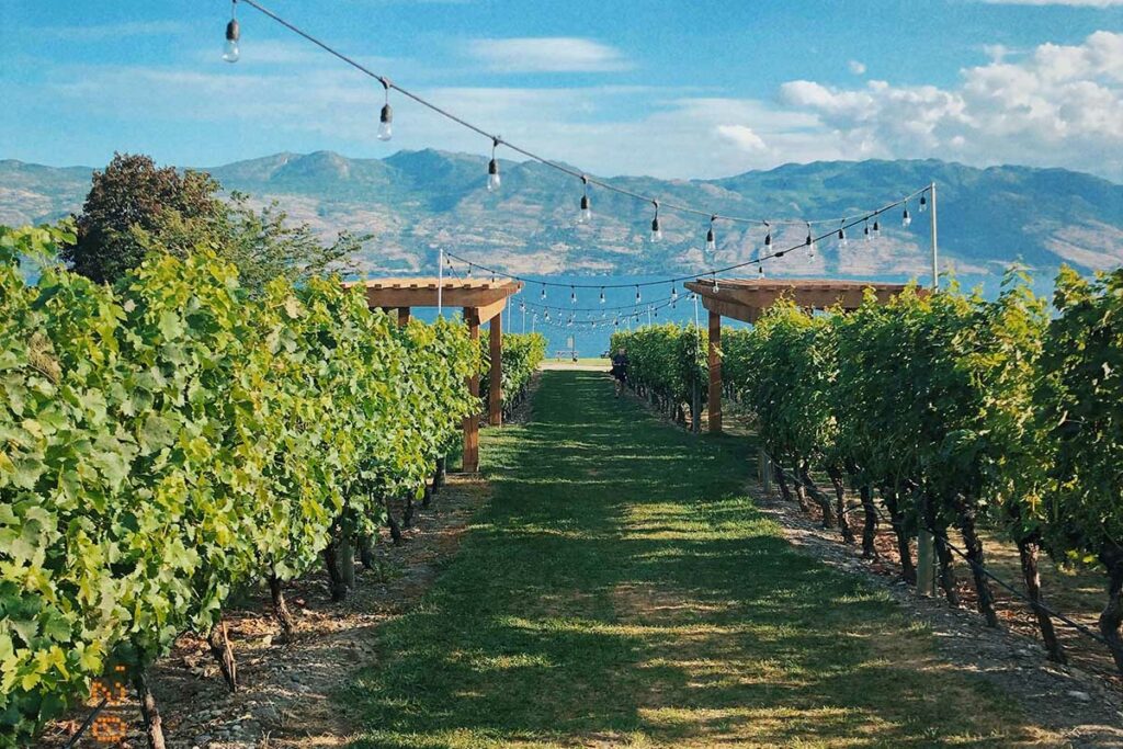 Quails' Gate Vineyard in spring in West Kelowna, British Columbia