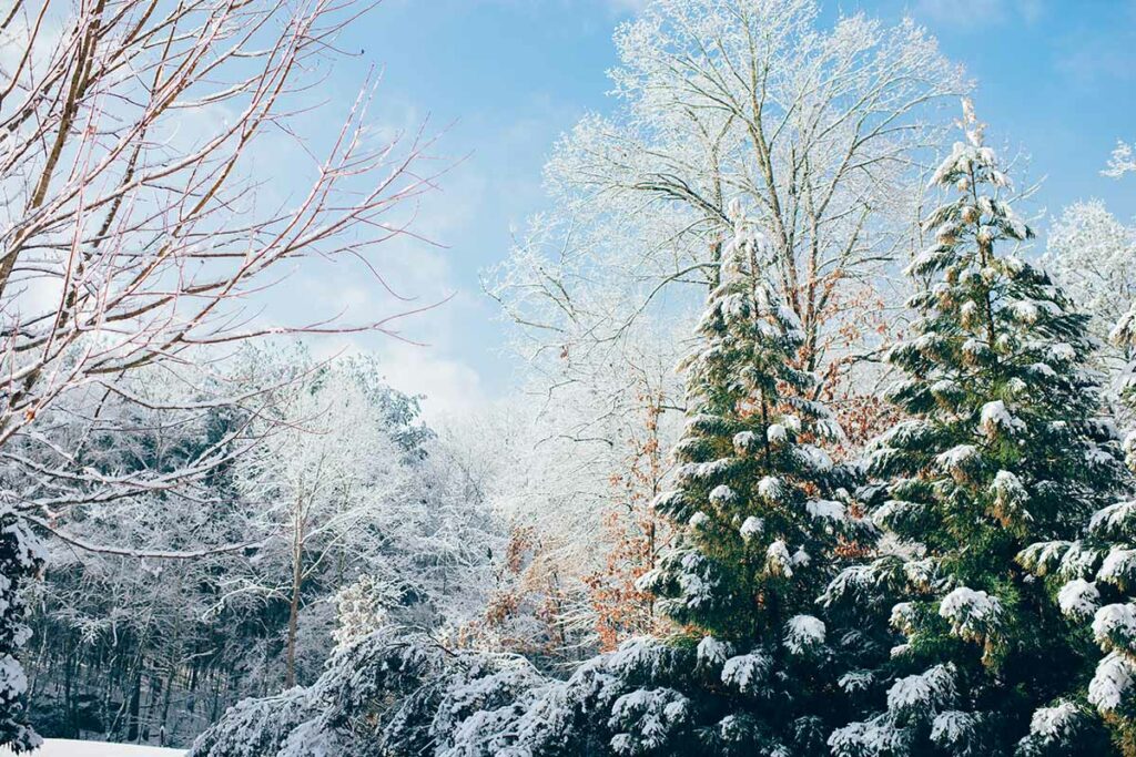 Trees covered in snow during winter