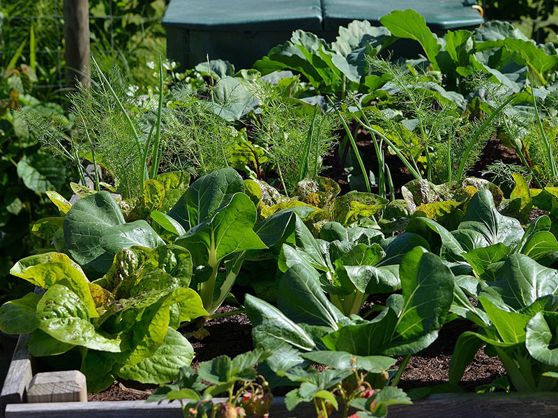 vegetable garden 