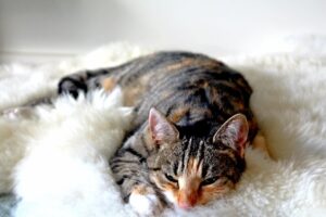 A sleepy cat about to call in a noise complaint after being woken from an afternoon nap.